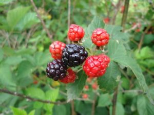 manfaat buah blackberry