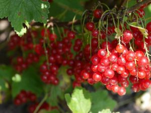 manfaat buah cranberry