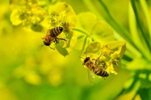 Cara mengusir lebah