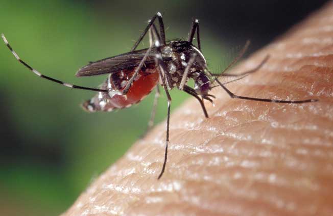 Cara mengusir nyamuk secara alami