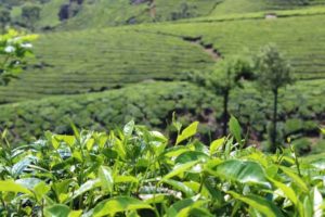 Manfaat Masker Green Tea untuk Kulit Wajah