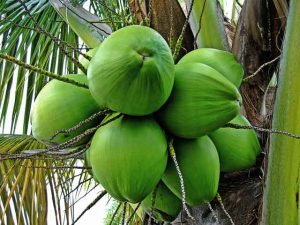 manfaat kelapa muda