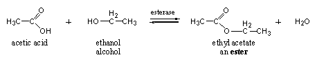 Cara kerja enzim skema 10