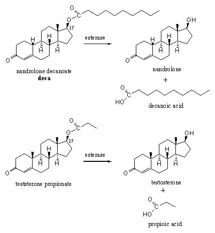 Cara kerja enzim skema 12