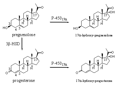 Cara kerja enzim skema 2