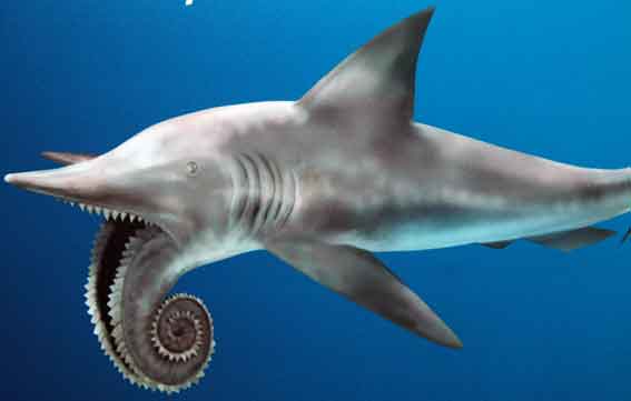 Hiu helicoprion