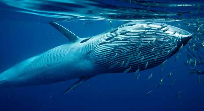 paus Bryde ikan paus terbesar di dunia