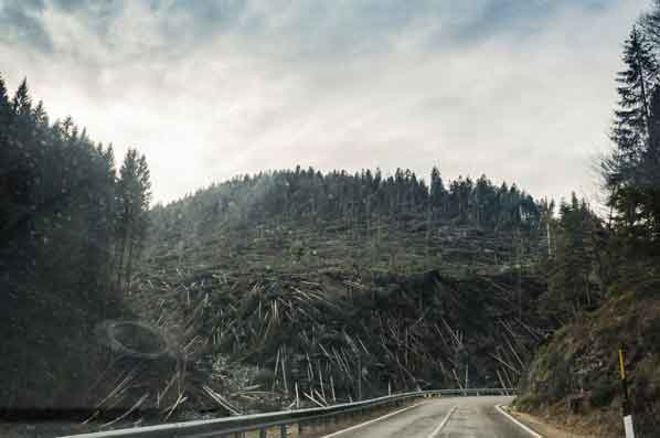 Dampak penggundulan hutan