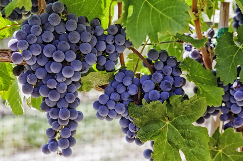 manfaat buah anggur hitam