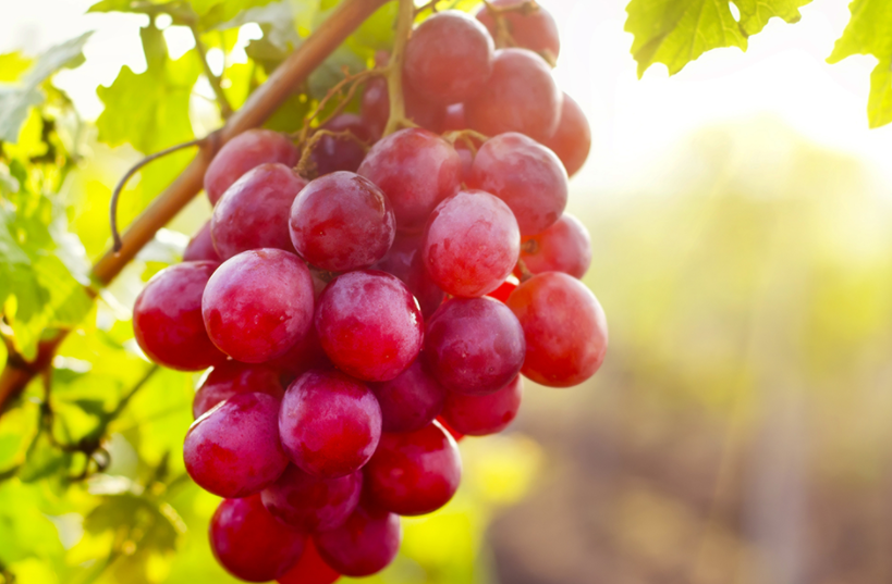 manfaat buah anggur merah