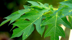 manfaat daun pepaya untuk kesehatan
