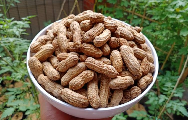 manfaat kacang tanah rebus