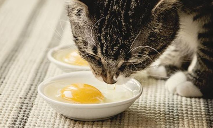 manfaat kuning telur untuk kucing