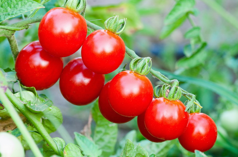 bahaya makan tomat mentah