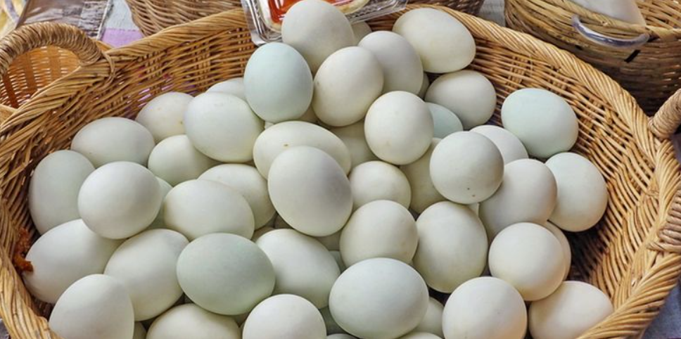 manfaat kuning telur bebek