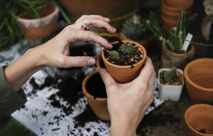 bagaimana cara merawat tanaman dalam pot