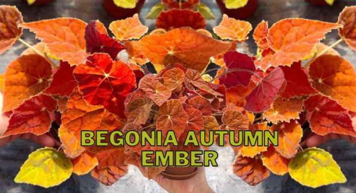 Tanaman Hias Begonia Autumn Ember
