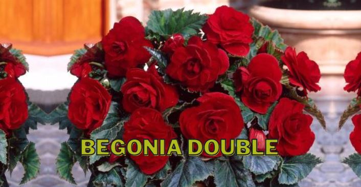 Begonias Double, Begonia Double
