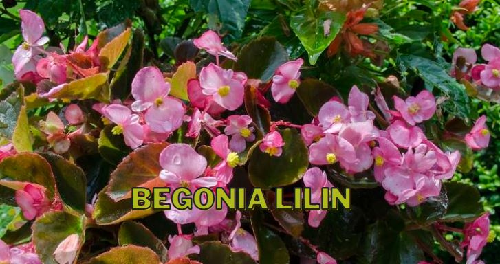 Tanaman Hias Begonia Lilin
