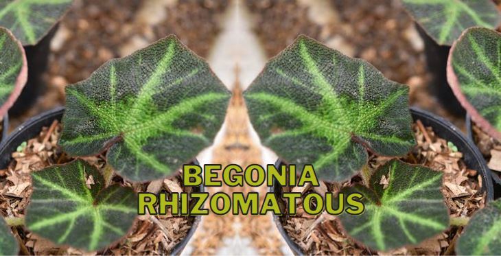 Tanaman Hias Begonia Rhizomatous