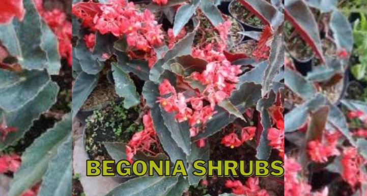 Tanaman Hias Begonia Shrubs