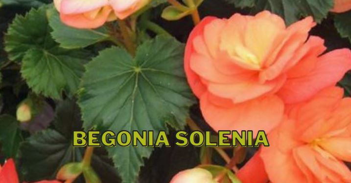 Begonia Solenia, Begonias Solenia; 