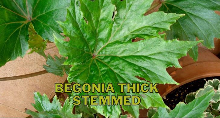 Begonia Thick Stemmed