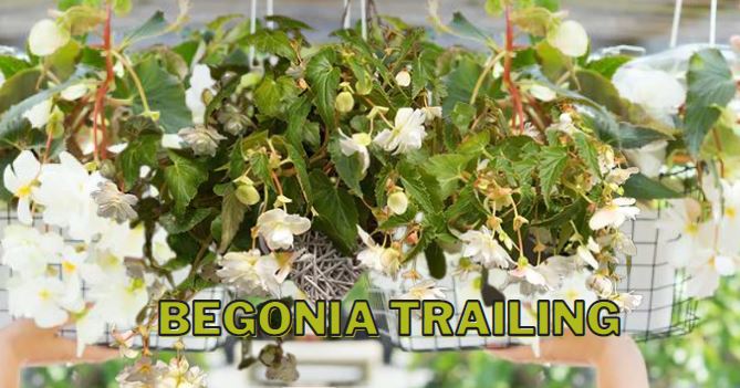 Tanaman Hias Begonia Trailing