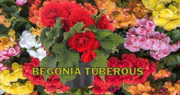 Tanaman Hias Begonia Tuberous