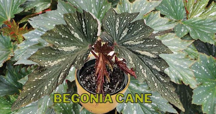 Tanaman Hias Begonia cane