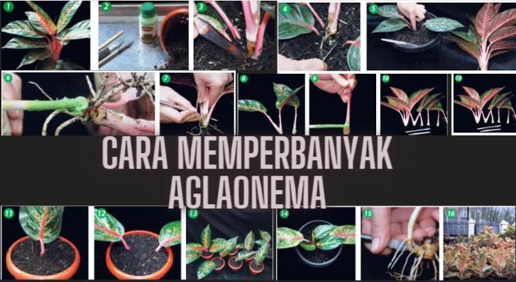 Cara perbanyakan tanaman aglaonema