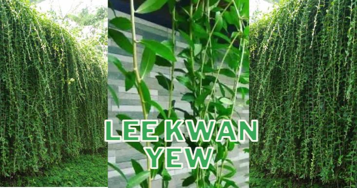 Jenis Tanaman Hias Merambat Cocok Untuk Dekor Rumah - tanaman lee kwan yew, tanaman lee kwan yu;