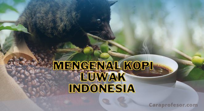 Mengenal Kopi Luwak Indonesia Kopi Termahal yang Fenomenal