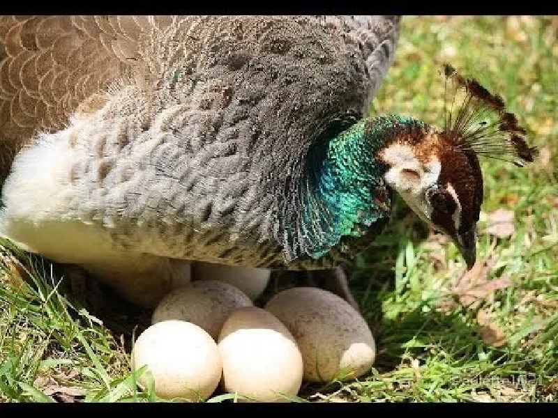 telur burung merak
