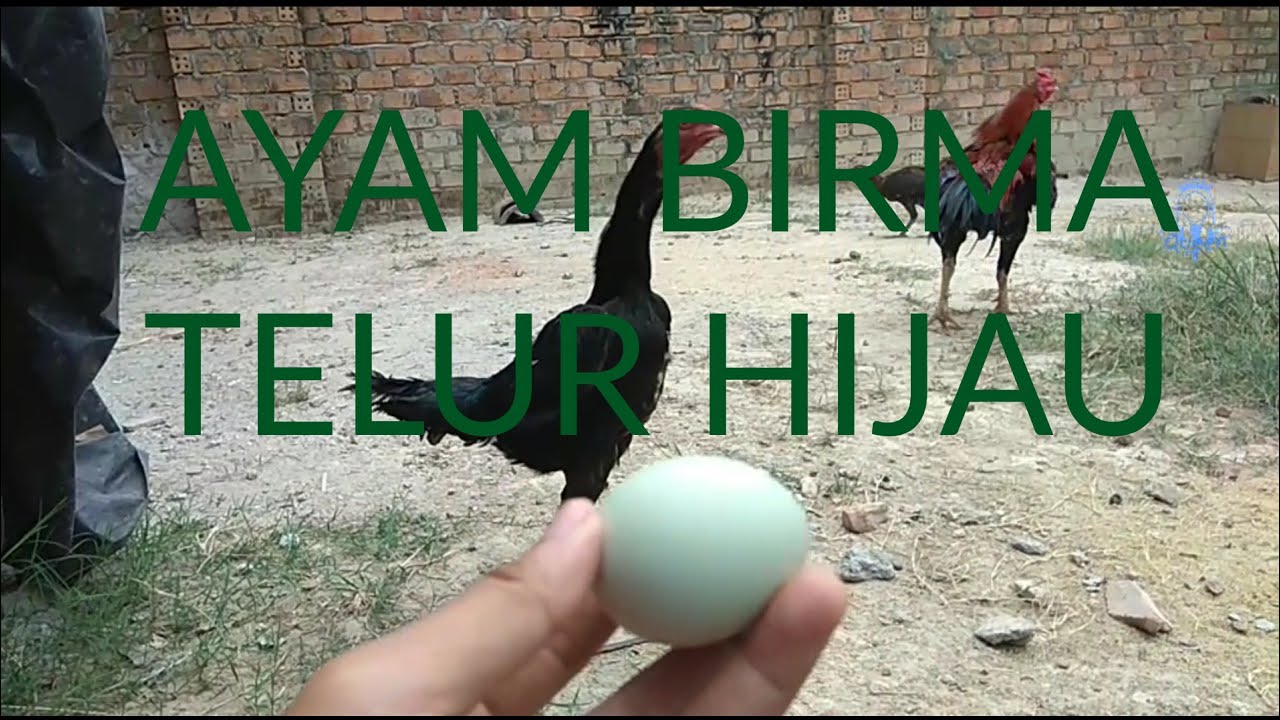 Ayam Birma Telur Hijau atau Biru