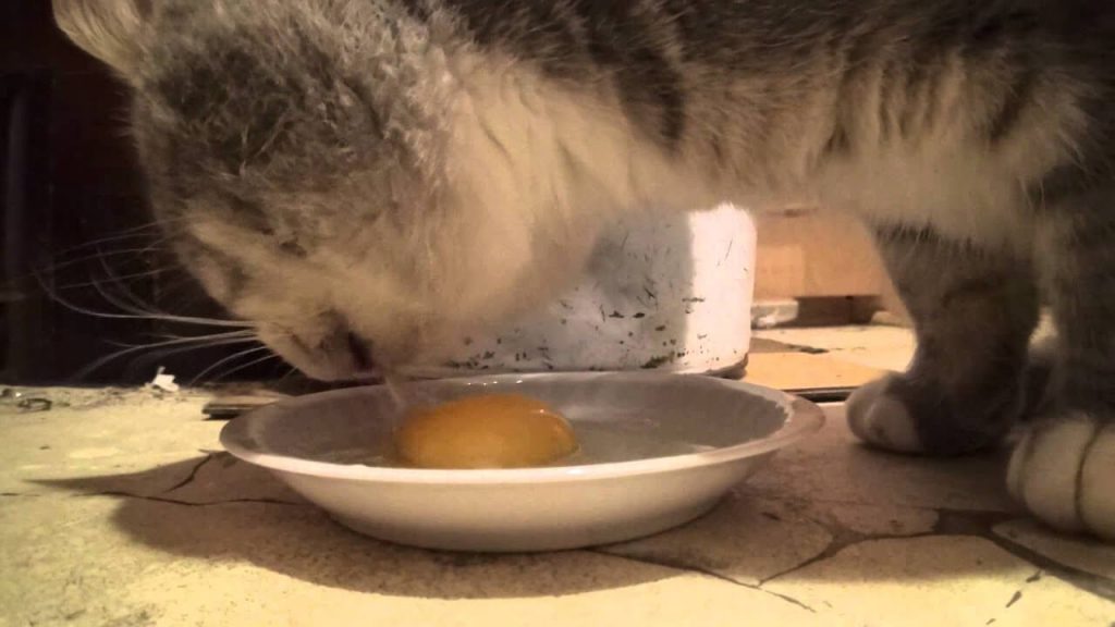 Gambar kucing sedang makan telur