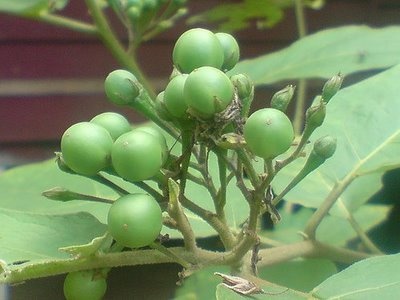Pea Eggplant