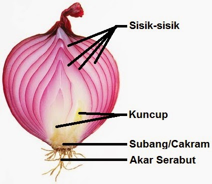 Gambar Allium cepa L.