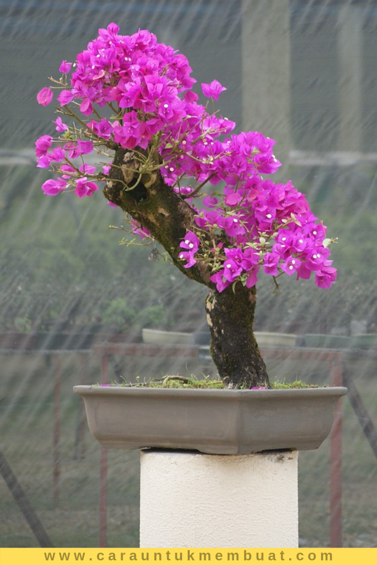tanaman bonsai tabebuya