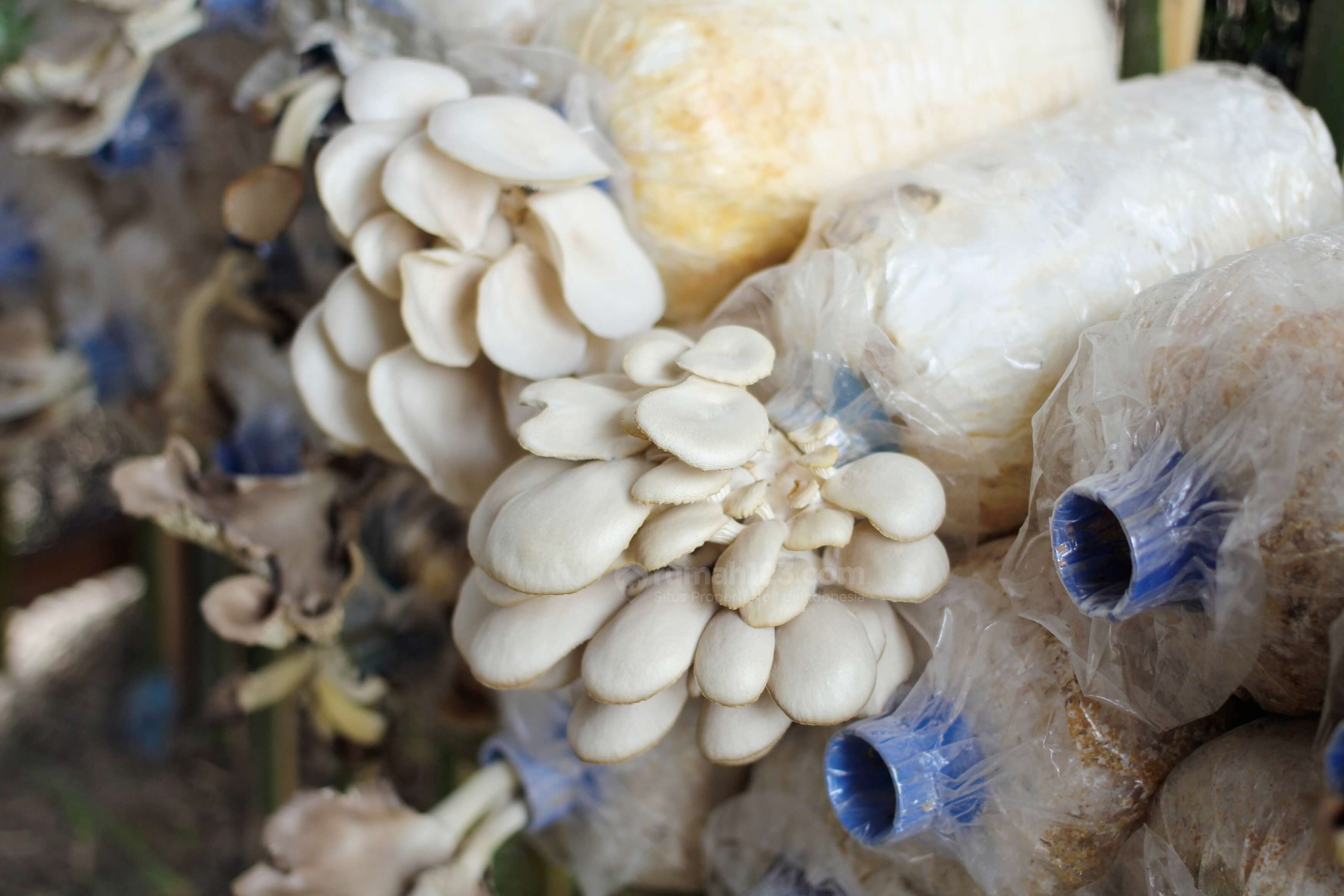 Gambar persiapan budidaya jamur tiram