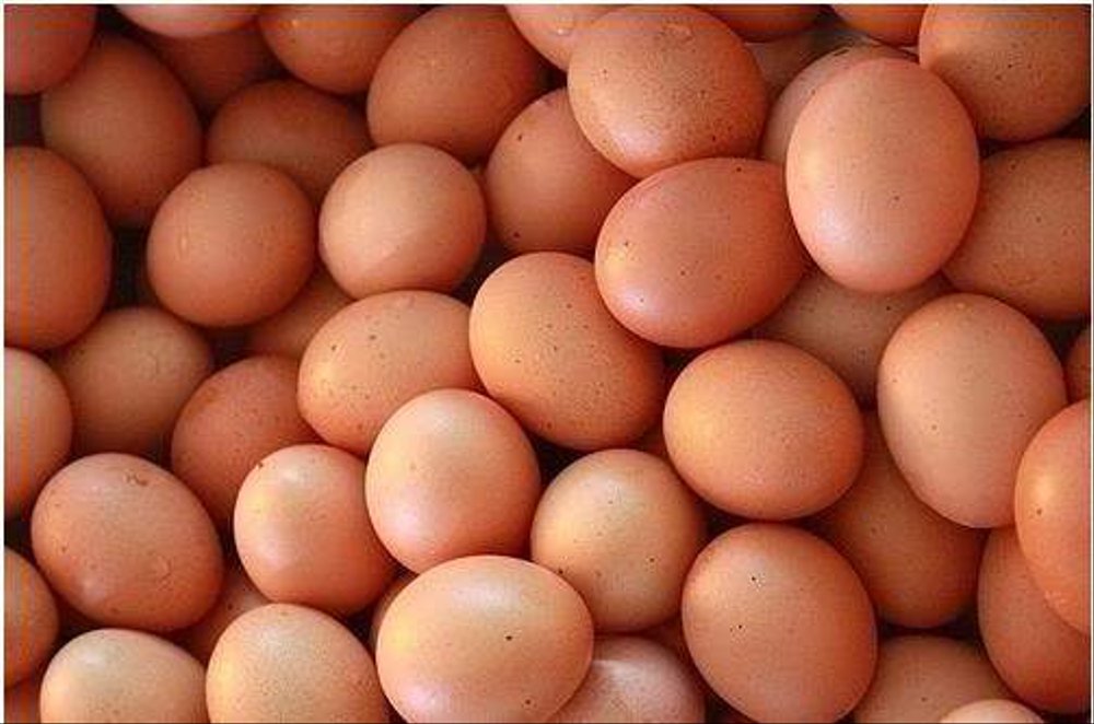 Foto stok telur ayam