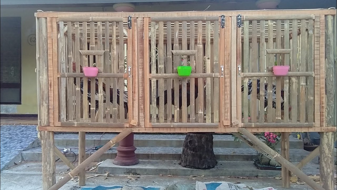 Kandang Ayam Broiler Bambu Sederhana
