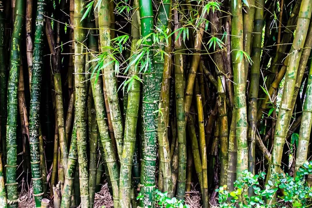Cara Mematikan Pohon Bambu Tanpa Ditebang