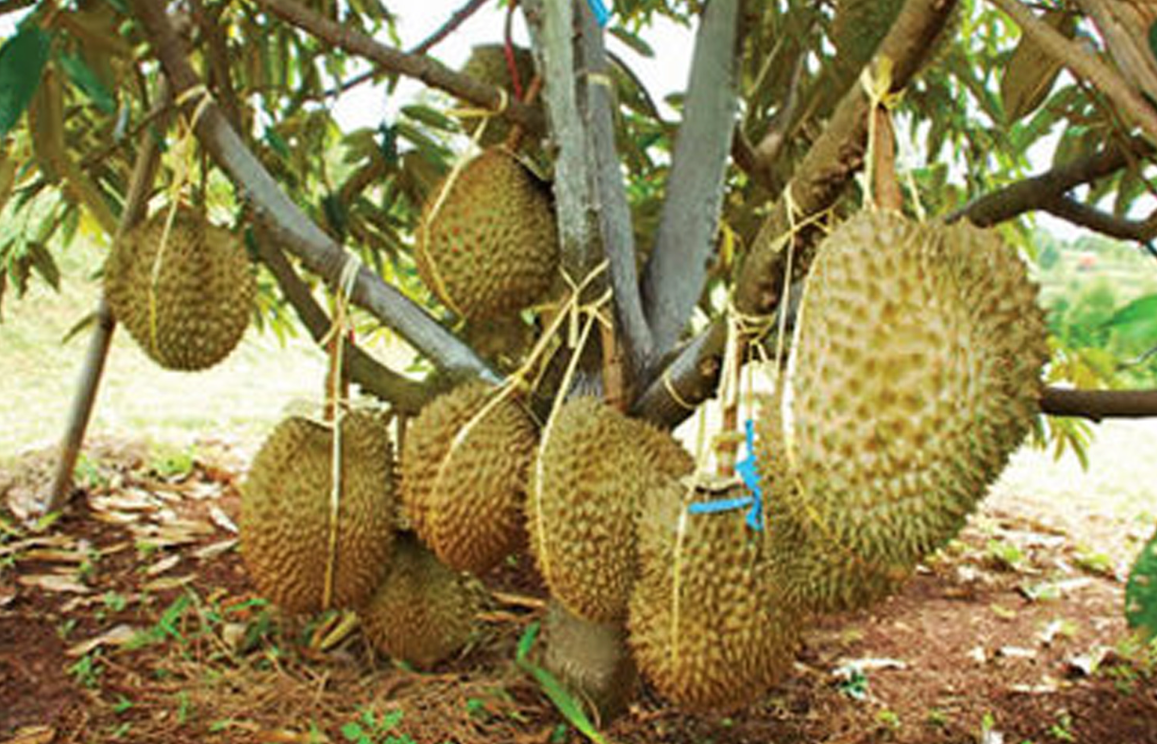 Kekurangan Durian Bawor 2
