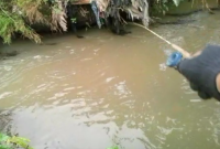 Umpan Ikan Wader di Sungai