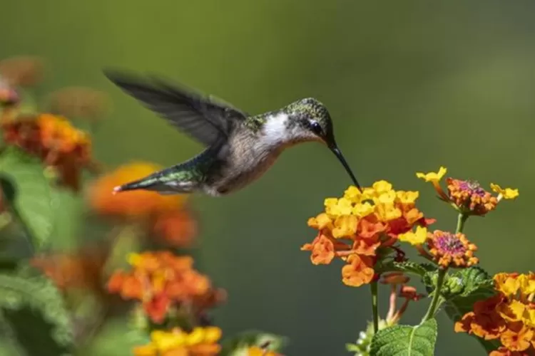 Fakta Menarik tentang Burung Hummingbird: Bagaimana Mereka Bisa Terbang Mundur?