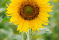 Bunga Sunflower: Apakah Benar-benar Mengikuti Arah Matahari?