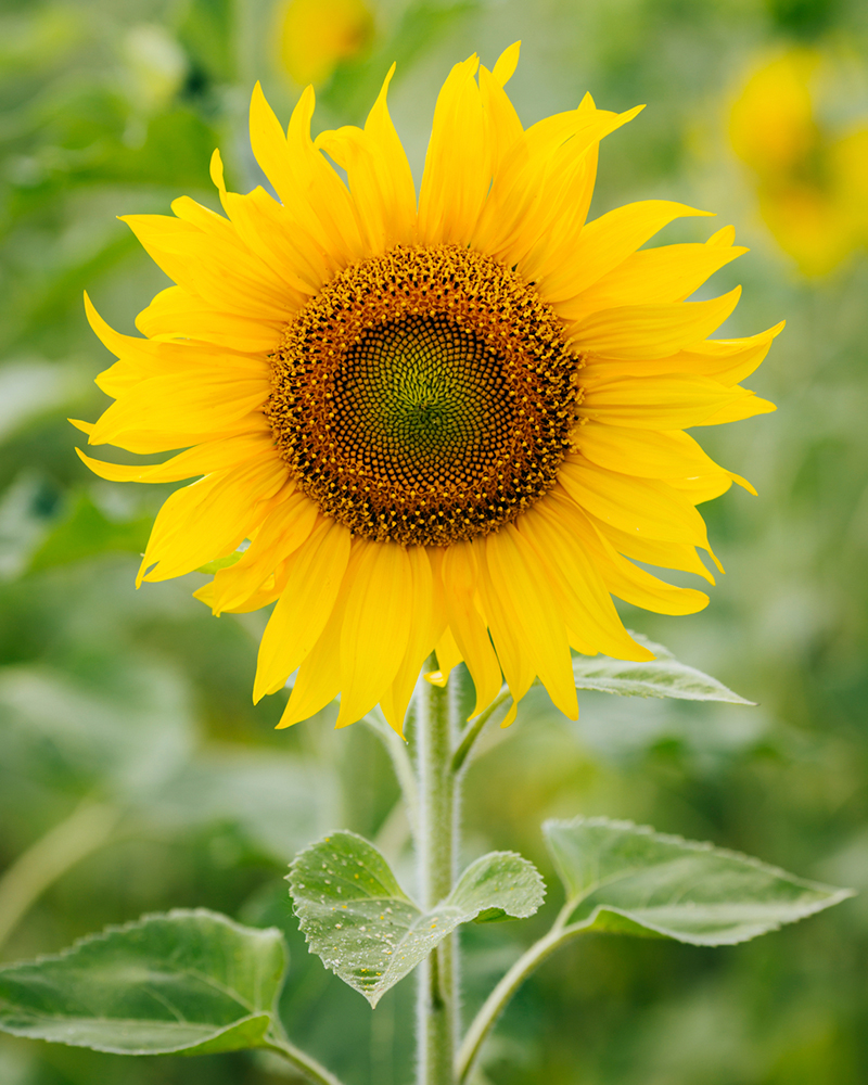 Bunga Sunflower: Apakah Benar-benar Mengikuti Arah Matahari?