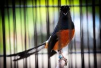 Rahasia Perawatan Burung Parrot: Panduan untuk Kesehatan dan Kebahagiaannya