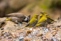 Burung Chickadee: Pesona Suara yang Menggema dari Hutan Belantara